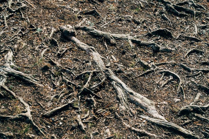 Detailed view of intertwined tree roots and earthy forest soil, showcasing natural structure.