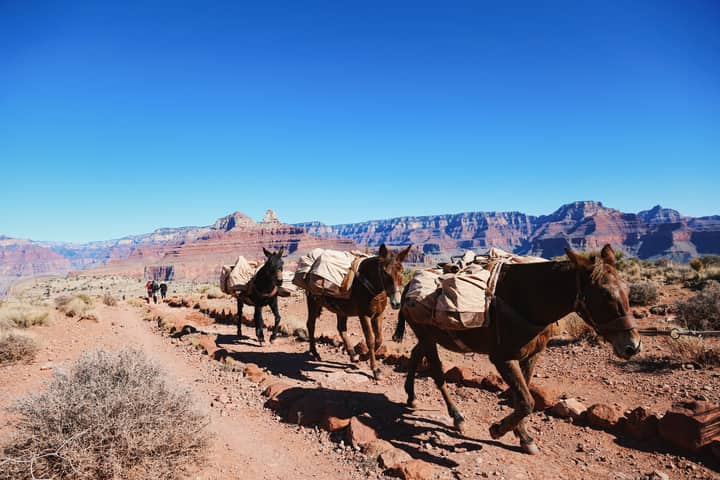 Mules carrying supplies on the Bright Angel Trail, Grand Canyon National Park, Arizona.