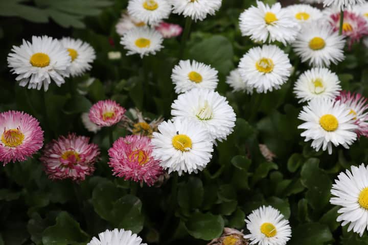 Capture of vibrant white and pink daisies showcasing nature's beauty.
