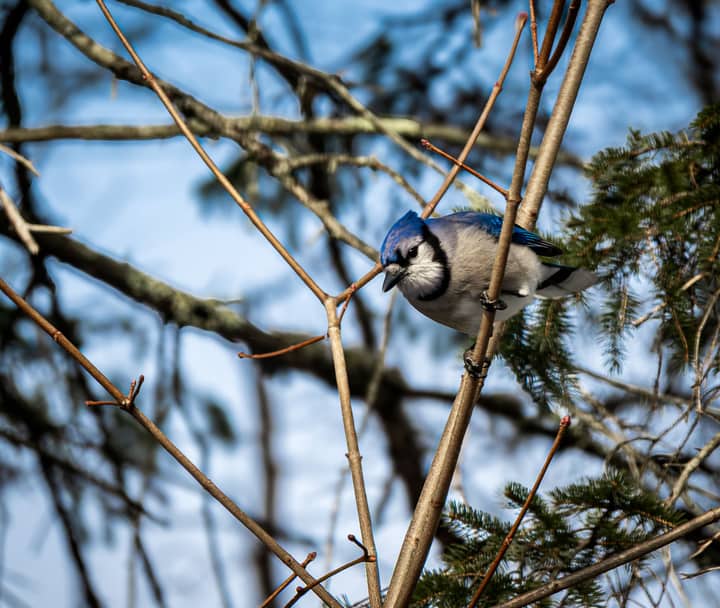 A blue jay rests on a branch during winter in Milo, Maine, showcasing vibrant plumage.