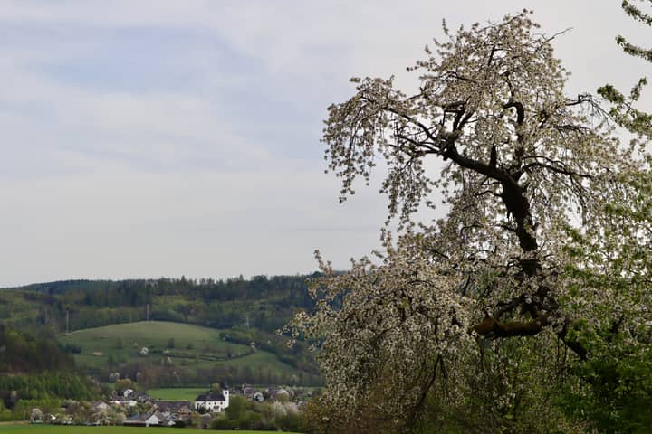 Beautiful countryside landscape with a blooming tree and a distant village.