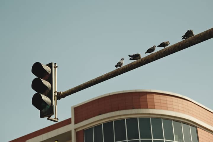 Pigeons resting on a traffic light against modern architecture in Dubai, capturing urban wildlife.