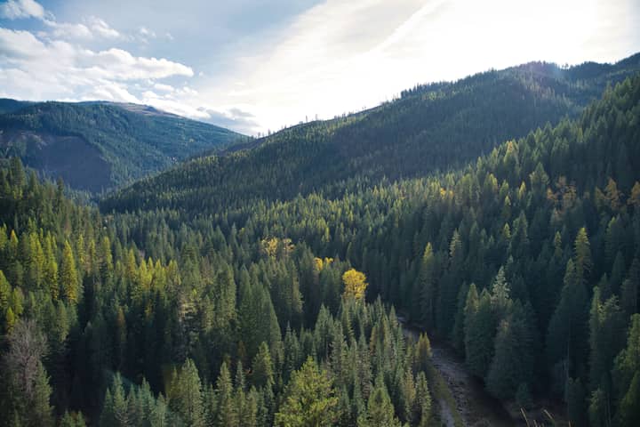 Breathtaking view of dense forested mountains in Avery, Idaho on a sunny day.