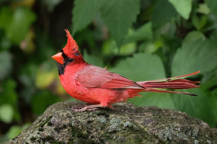 Close-up of a male Northern Cardinal perched on a rock in Darien, CT.