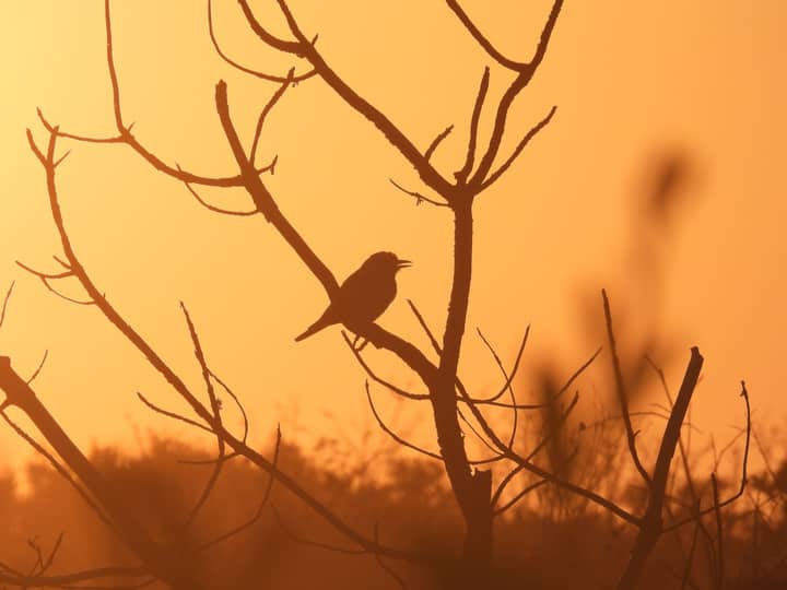 A lone bird perches on a tree branch silhouetted against a vibrant sunset sky.