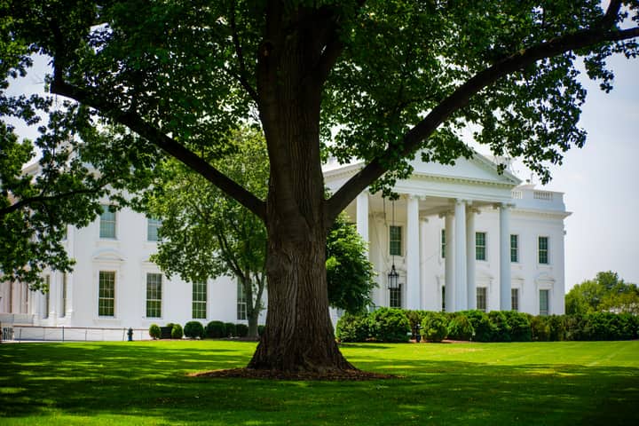 A view of the White House with lush greenery on a summer day, featuring a prominent tree.