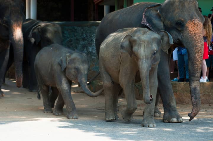 Asian elephants walking together in Rambukkana, Sri Lanka, showcasing wildlife in a natural setting.