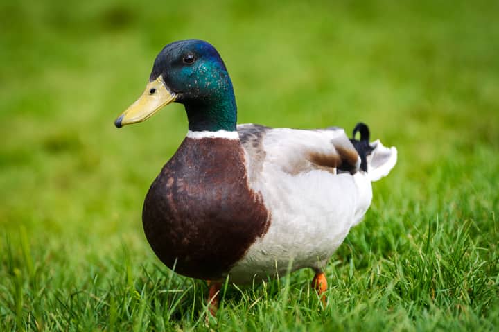 A vibrant mallard duck standing on grass, showcasing its colorful plumage.