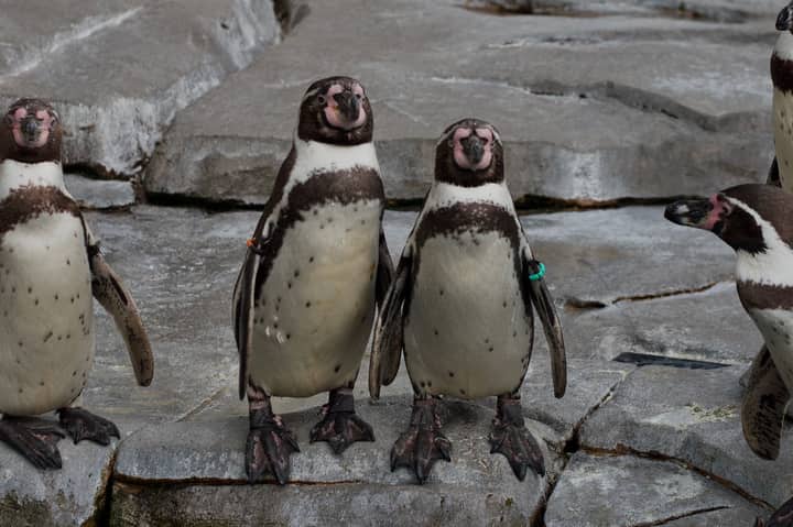 Group of Humboldt penguins standing together on rocks in a zoo setting in Hamburg.