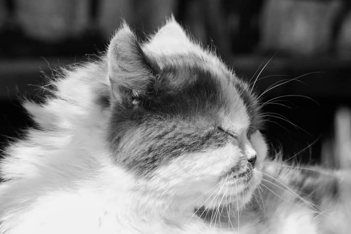 Serene black and white photo of a fluffy Persian cat enjoying the sunlight, perfect for cozy themes.