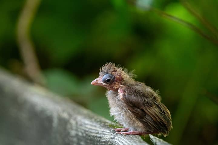 An adorable baby bird perched on wood against a lush green background. Ideal for nature themes.