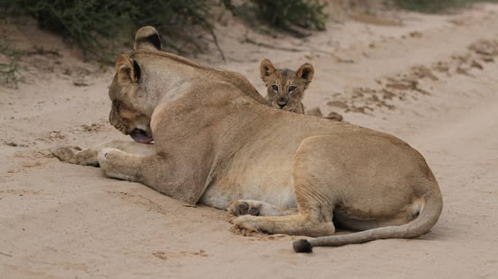 A lioness and her cub relax peacefully in a sandy outdoor setting. Captured in natural light.