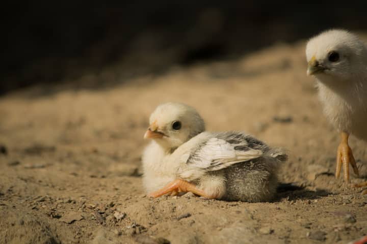 Two fluffy chicks basking in sunlight on the ground, depicting warmth and innocence.