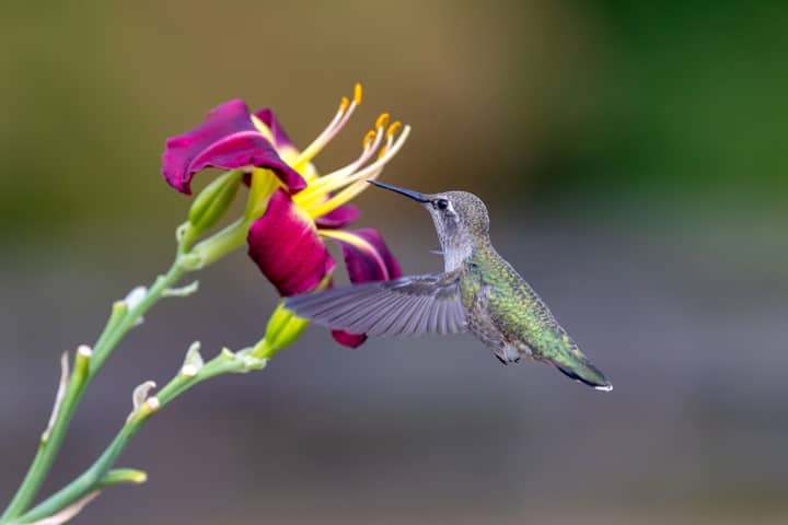 A hummingbird delicately feeds on a vivid red flower, showcasing nature's elegance.