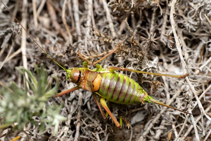 Detailed macro shot of a green grasshopper amidst dry foliage in Valencia, Spain.
