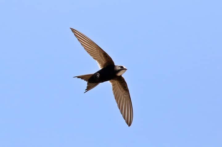 A white-rumped swift in mid-flight against a clear blue sky, showcasing its elegant wingspan.