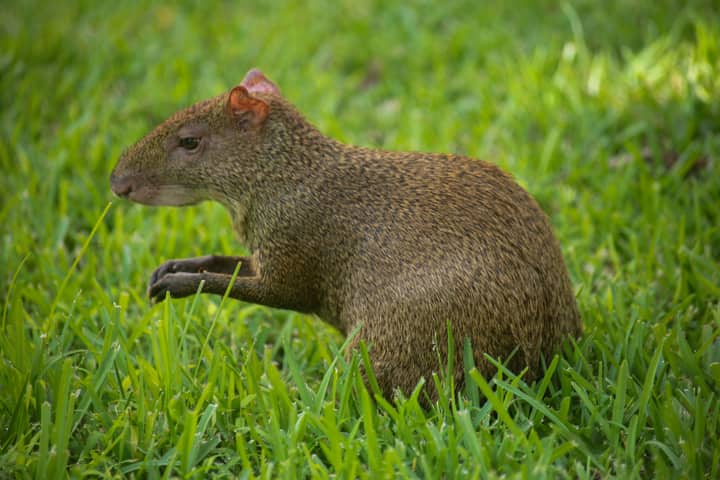 A close-up shot of an agouti sitting in lush green grass, showcasing its natural habitat.
