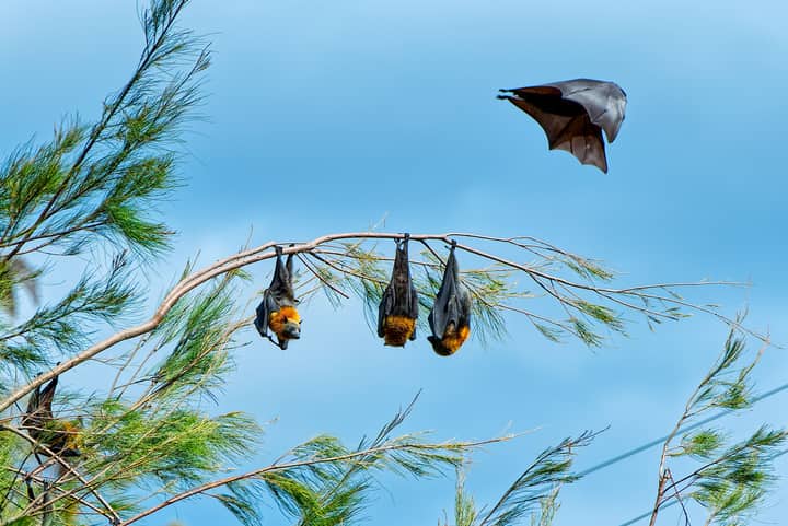 Group of flying fox bats resting on a tree branch against a clear blue sky.