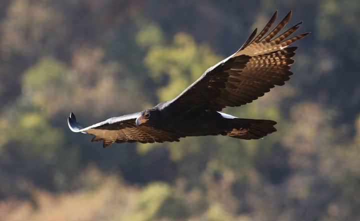 A close-up shot of a Verreaux's Eagle in flight against a blurred background.