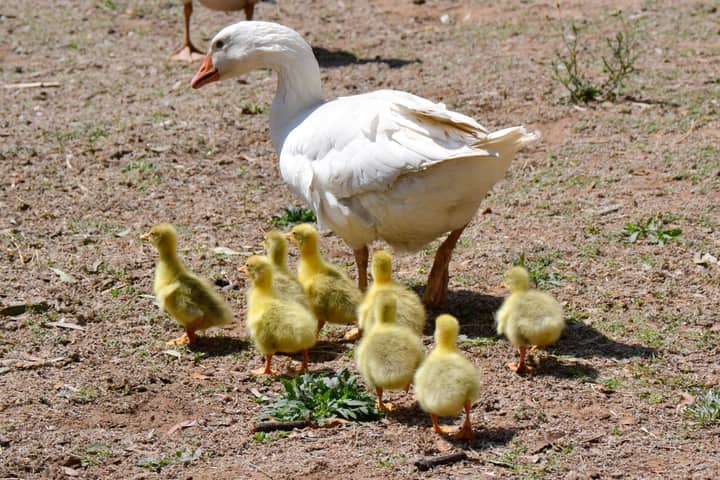 White goose with goslings in a natural outdoor setting, South Africa.