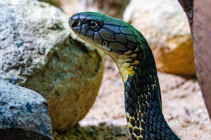 A detailed close-up of a King Cobra (Ophiophagus hannah) with rocky background.