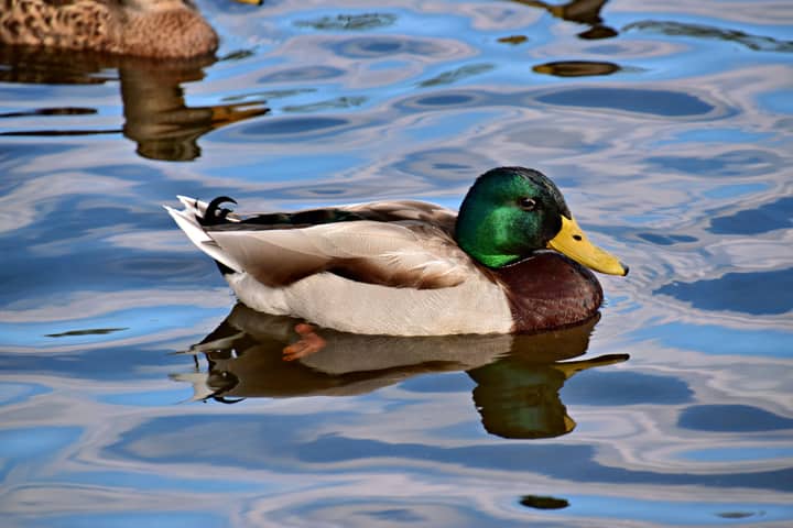 A mallard duck with vivid plumage glides over a calm pond in Collingwood, Ontario.