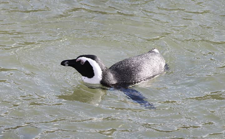 African Penguin (Spheniscus demersus) swimming at Boulders Beach, Cape Town, South Africa.