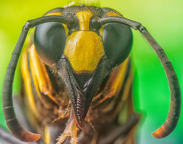 Detailed macro image of a hornet's face, showcasing its vivid colors and intricate features.