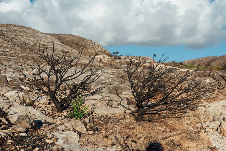 A barren landscape in Zakynthos, Greece, shows the aftermath of a wildfire with charred trees and rocky terrain.