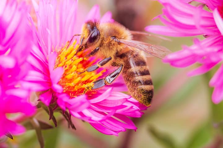 A detailed macro shot of a honey bee collecting nectar from a vivid pink flower showcasing pollination.