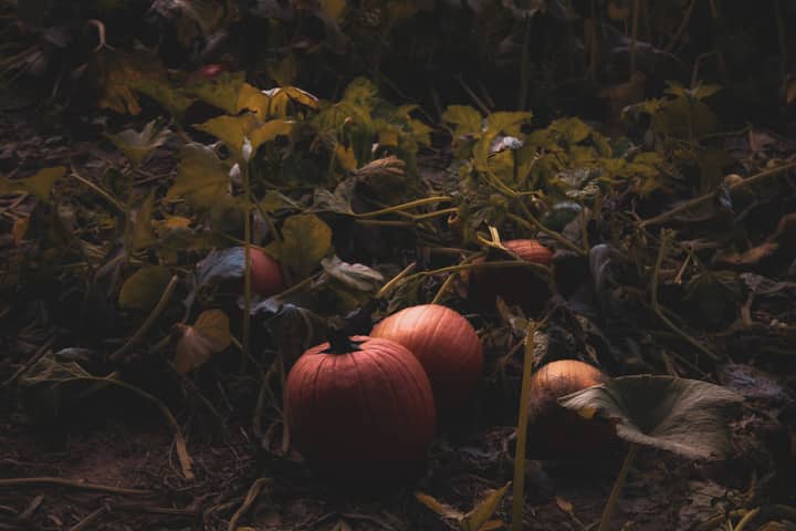 Vibrant pumpkins nestled in a rustic pumpkin patch, embodying the essence of fall.