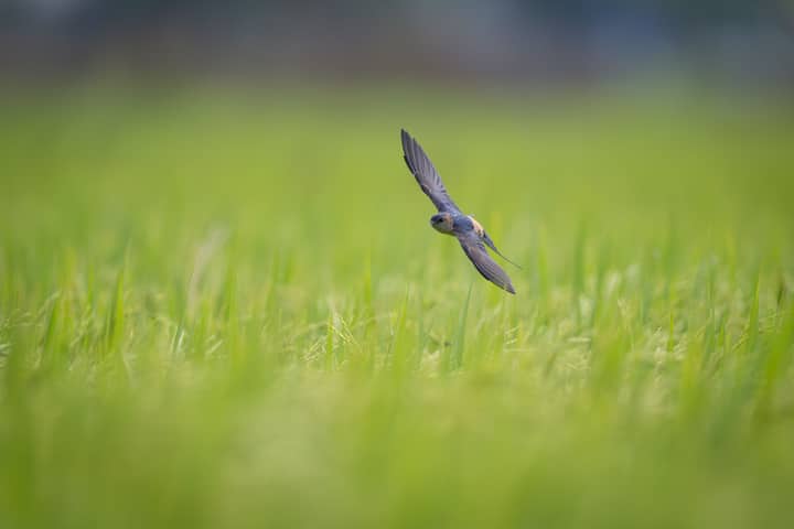 Captivating image of a swallow soaring over a vibrant green field in Guangzhou, China.