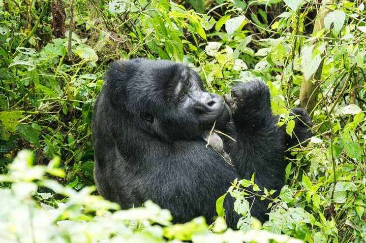 A majestic mountain gorilla surrounded by dense, green foliage in its natural habitat.