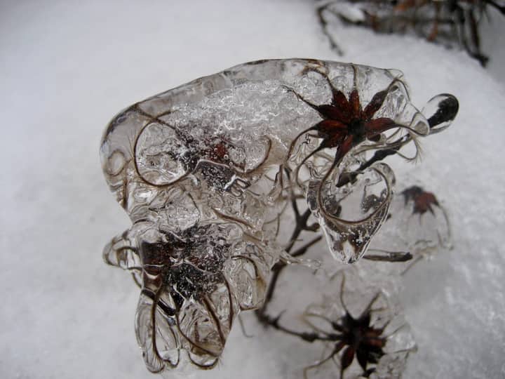Macro shot of a plant covered in intricate ice patterns in Wien, Austria during winter.