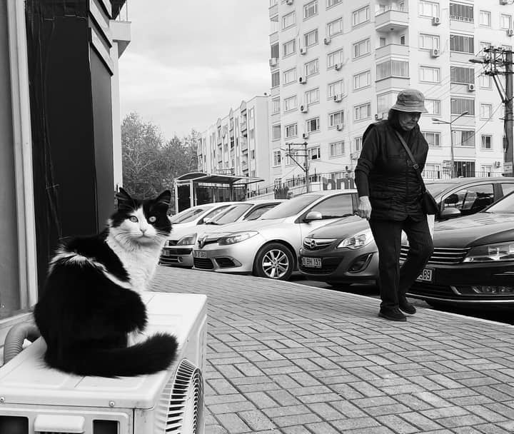 Street scene featuring a cat sitting on a unit and a person walking by parked cars in monochrome.