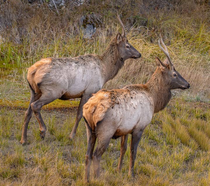 Two elks standing in a grassy field at Jasper National Park, Alberta, Canada.