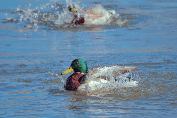 Lively scene of mallard ducks splashing in a Białystok pond during early spring.