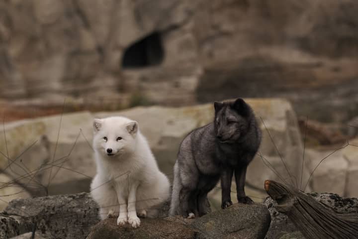 Two arctic foxes, one white and one dark, resting on rocks in Bremerhaven Zoo.