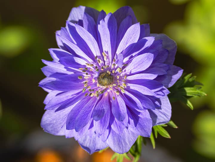 Close-up of a vibrant purple anemone flower in full bloom with a green blurred background.