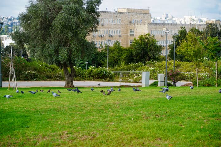 Pigeons flocking in a lush urban park setting near historical buildings.