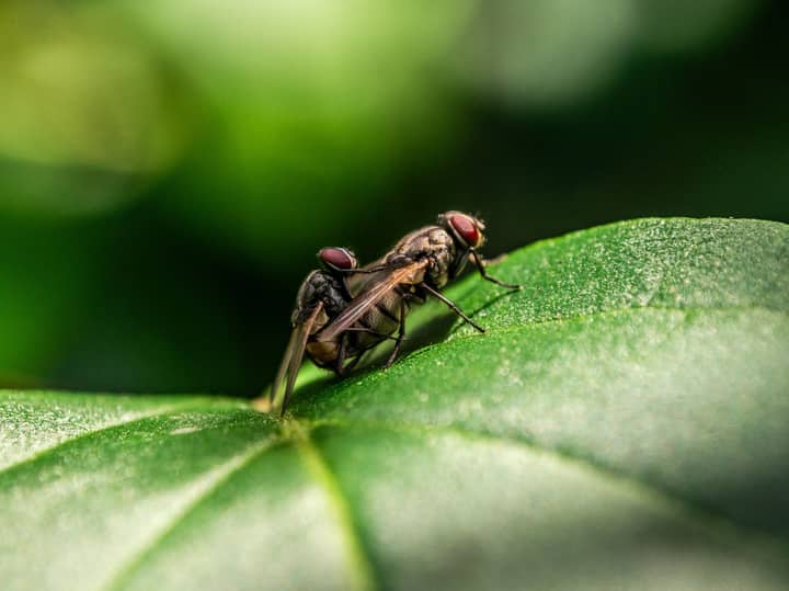 Detailed macro shot of two flies mating on a leaf in a natural setting.