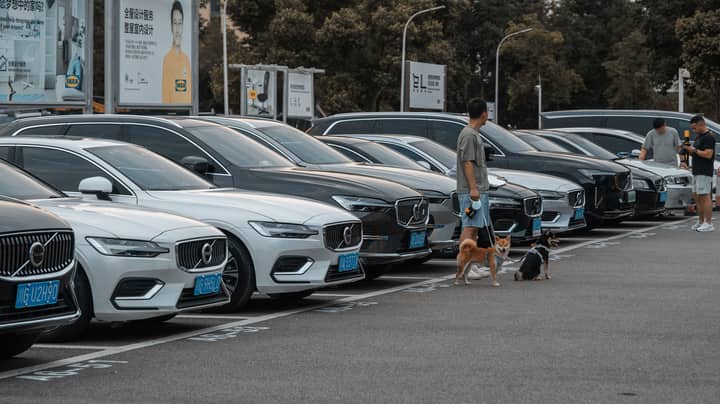 A parking lot filled with Volvo cars, people, and dogs on a bright day.