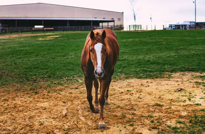 Brown horse standing in a green pasture with barn in the backdrop. Rural and serene environment.