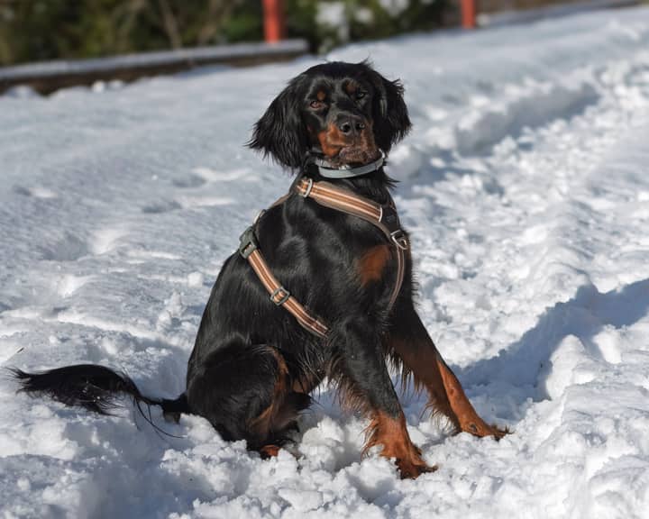 A black and tan dog with a harness sits on a snowy terrain, enjoying a sunny winter day.