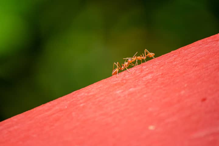Close-up of red ants on a bright red surface against a natural green background.