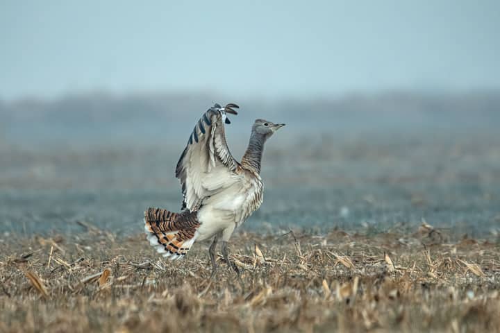 A majestic Great Bustard (Otis tarda) spreading its wings on a foggy meadow, showcasing its natural beauty.