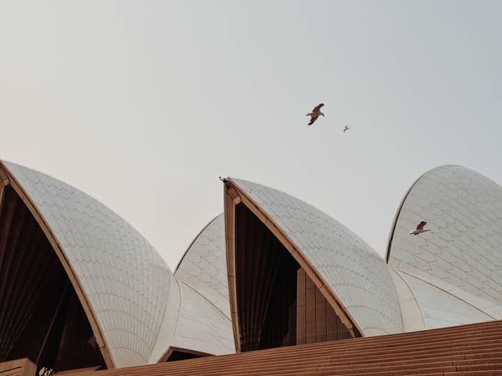 Elegant view of Sydney Opera House's striking architecture as seagulls soar in the sky.