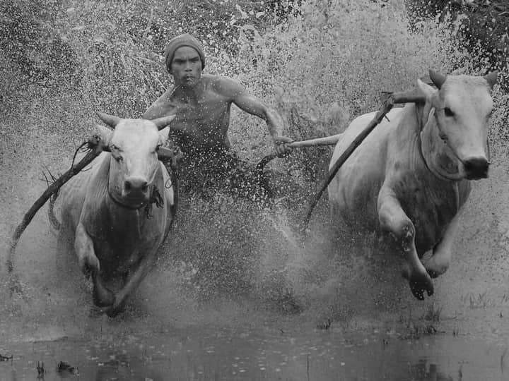 A dynamic Pacu Jawi bull race showcasing a man racing through muddy water with bulls in Batusangkar, Indonesia.