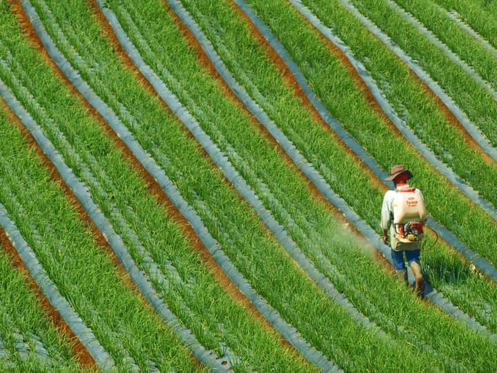 A farmer sprays crops in a lush green field in West Sumatra, showcasing agricultural practices.