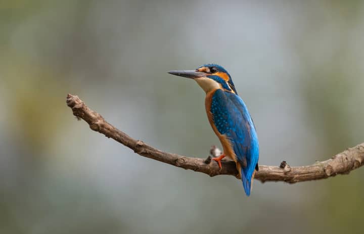 A stunning close-up of a common kingfisher perched on a branch, showcasing its vivid blue and orange plumage.